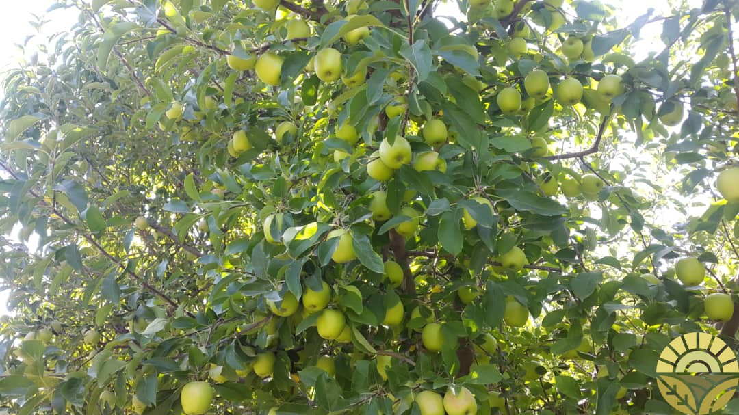 جهت مشاوره و خرید سیب درختی می توانید با شماره تلفن 09141437006 آقای دهقان تماس بگیرید .