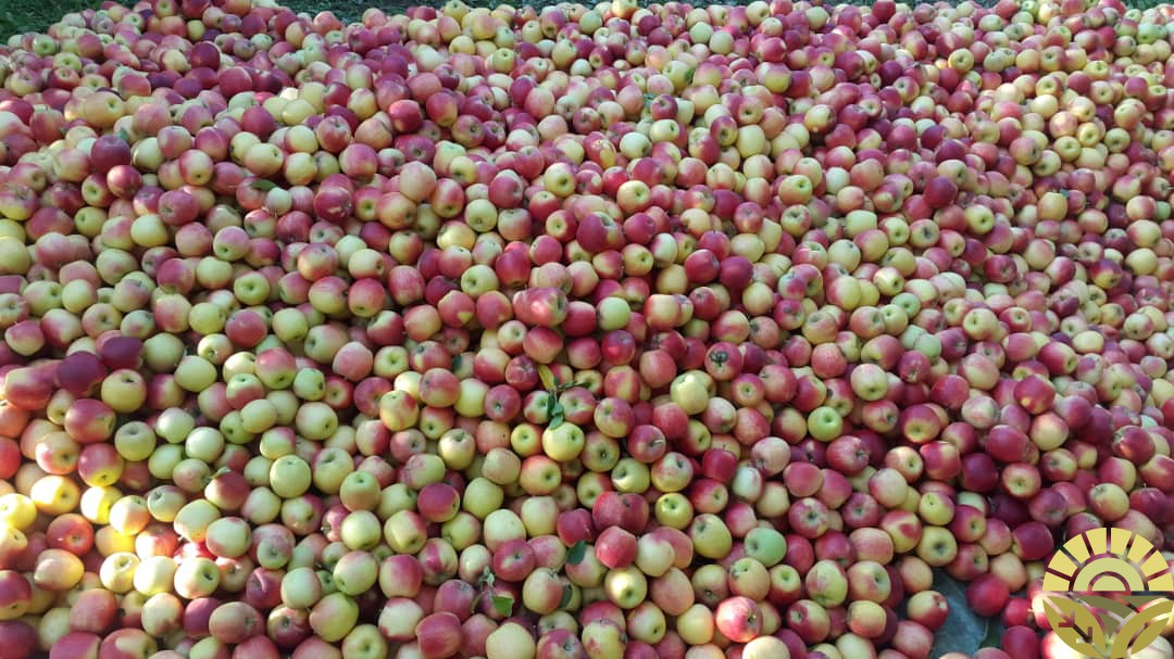 تصویر سیب - فروش سیب لبنان و فرانسه - فروش سیب قرمز و زرد - سیب صادراتی - بازرگانی دهقان