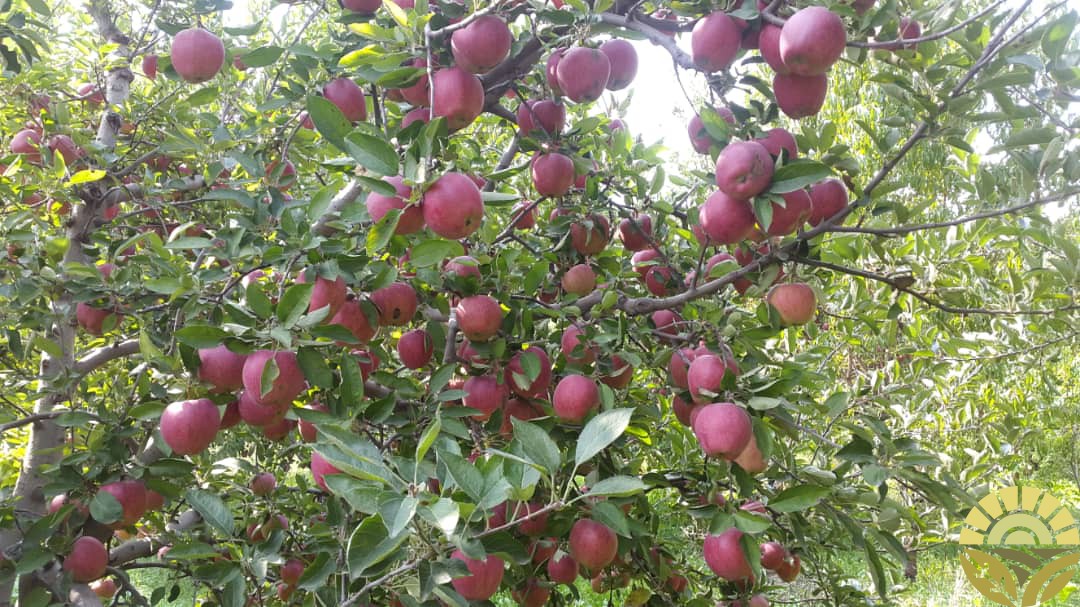 تصویر سیب - فروش سیب لبنان و فرانسه - فروش سیب قرمز و زرد - سیب صادراتی - بازرگانی دهقان