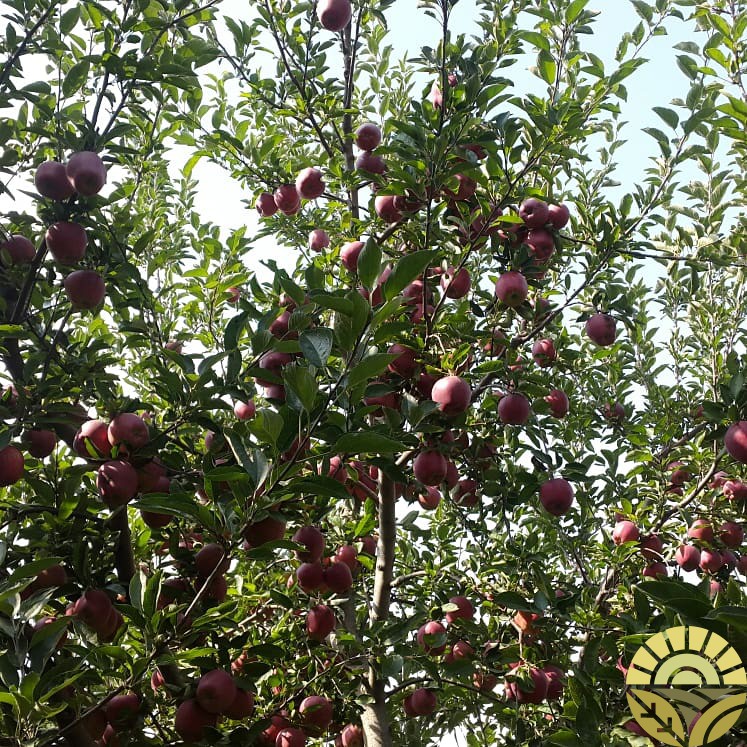 تصویر سیب - فروش سیب لبنان و فرانسه - فروش سیب قرمز و زرد - سیب صادراتی - بازرگانی دهقان