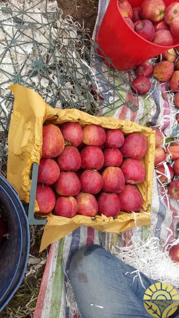 تصویر سیب - فروش سیب لبنان و فرانسه - فروش سیب قرمز و زرد - سیب صادراتی - بازرگانی دهقان