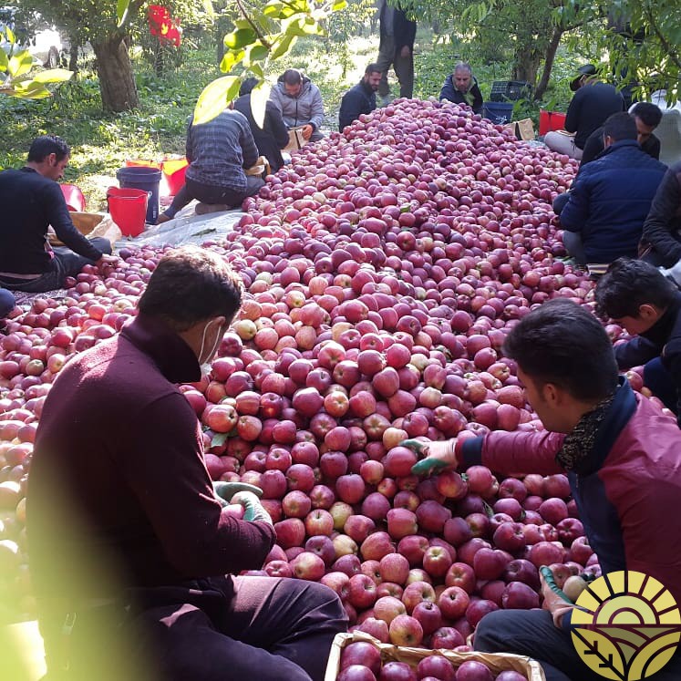 تصویر سیب - فروش سیب لبنان و فرانسه - فروش سیب قرمز و زرد - سیب صادراتی - بازرگانی دهقان