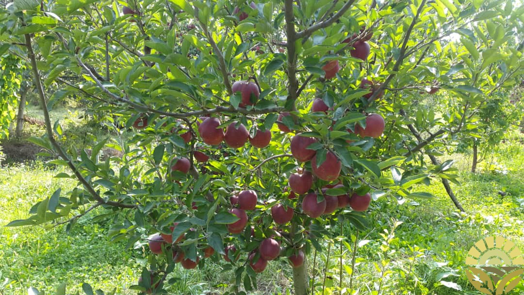 تصویر سیب - فروش سیب لبنان و فرانسه - فروش سیب قرمز و زرد - سیب صادراتی - بازرگانی دهقان