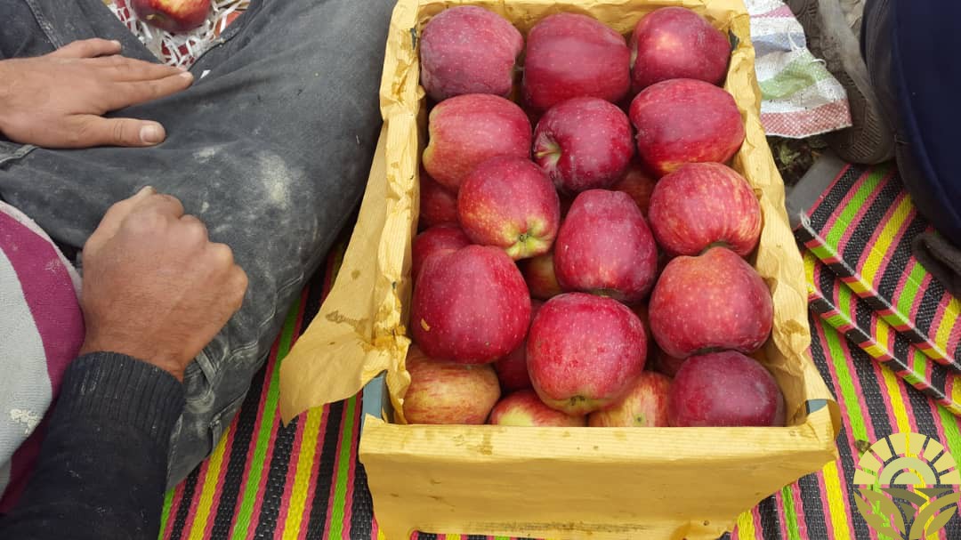 تصویر سیب - فروش سیب لبنان و فرانسه - فروش سیب قرمز و زرد - سیب صادراتی - بازرگانی دهقان