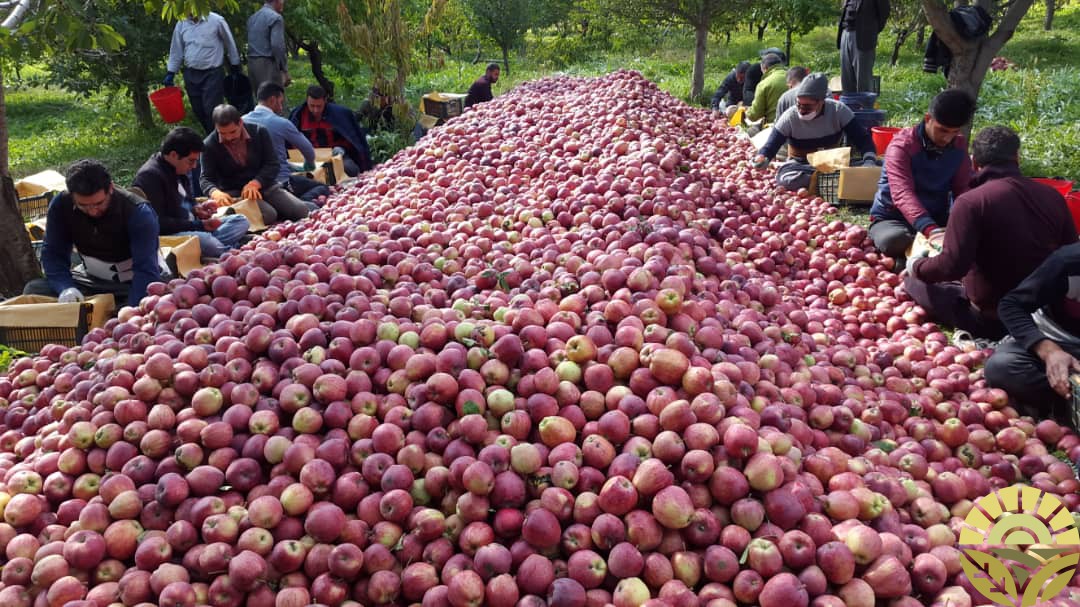 تصویر سیب - فروش سیب لبنان و فرانسه - فروش سیب قرمز و زرد - سیب صادراتی - بازرگانی دهقان