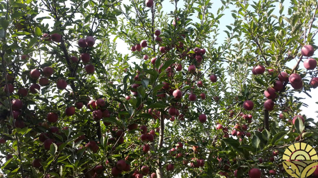 تصویر سیب - فروش سیب لبنان و فرانسه - فروش سیب قرمز و زرد - سیب صادراتی - بازرگانی دهقان