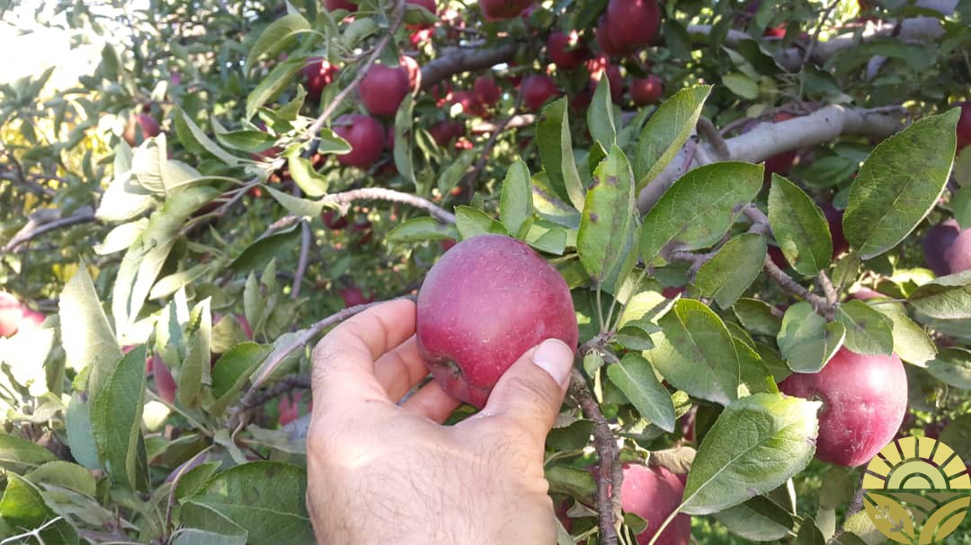 تصویر سیب - فروش سیب لبنان و فرانسه - فروش سیب قرمز و زرد - سیب صادراتی - بازرگانی دهقان