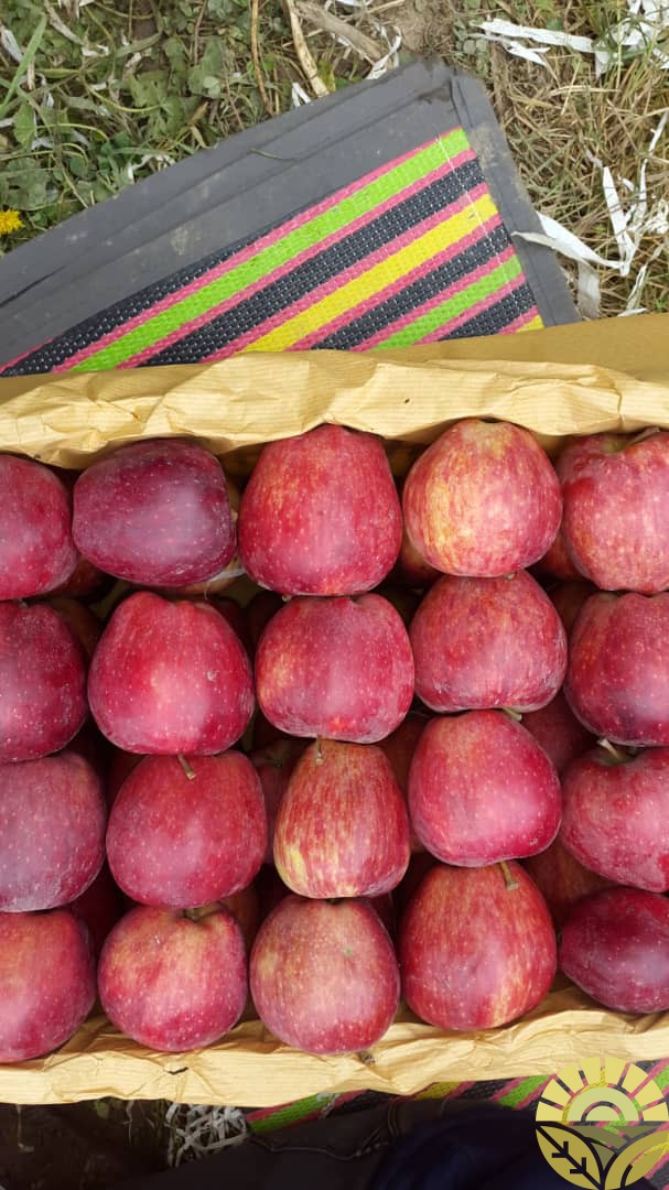 تصویر سیب - فروش سیب لبنان و فرانسه - فروش سیب قرمز و زرد - سیب صادراتی - بازرگانی دهقان