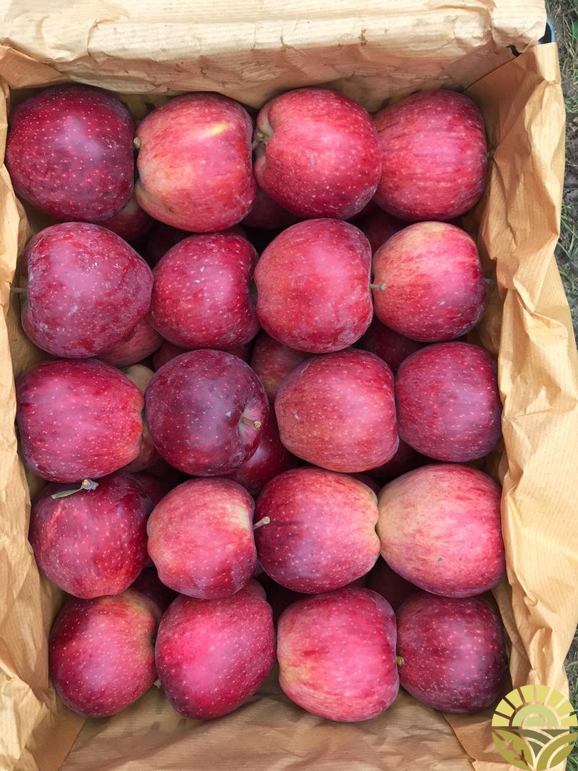 تصویر سیب - فروش سیب لبنان و فرانسه - فروش سیب قرمز و زرد - سیب صادراتی - بازرگانی دهقان